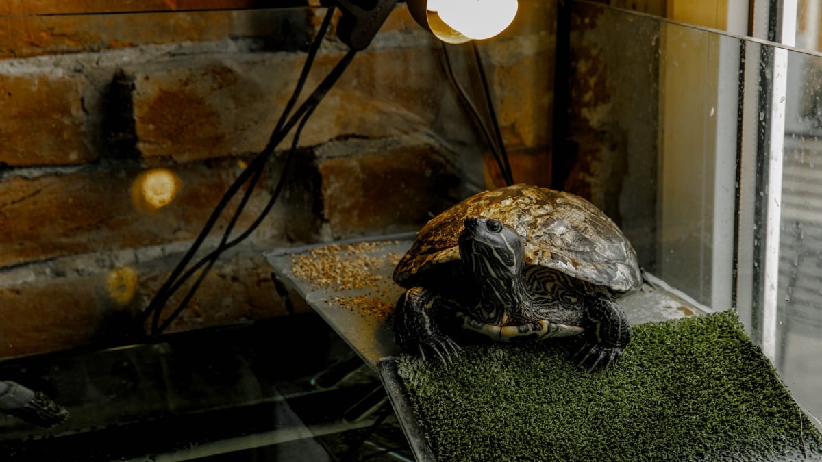 Illustration : "Le chauffage dans l'habitat d'une tortue"