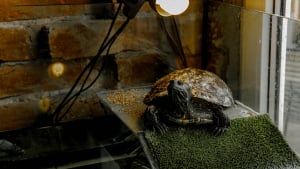 Illustration : "Le chauffage dans l'habitat d'une tortue"