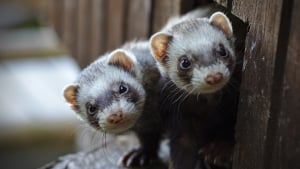 Illustration : "Reconnaître le sexe de son furet"