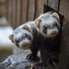 Illustration : Reconnaître le sexe de son furet