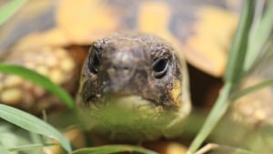 Illustration : "Nettoyer l'habitat d'une tortue"