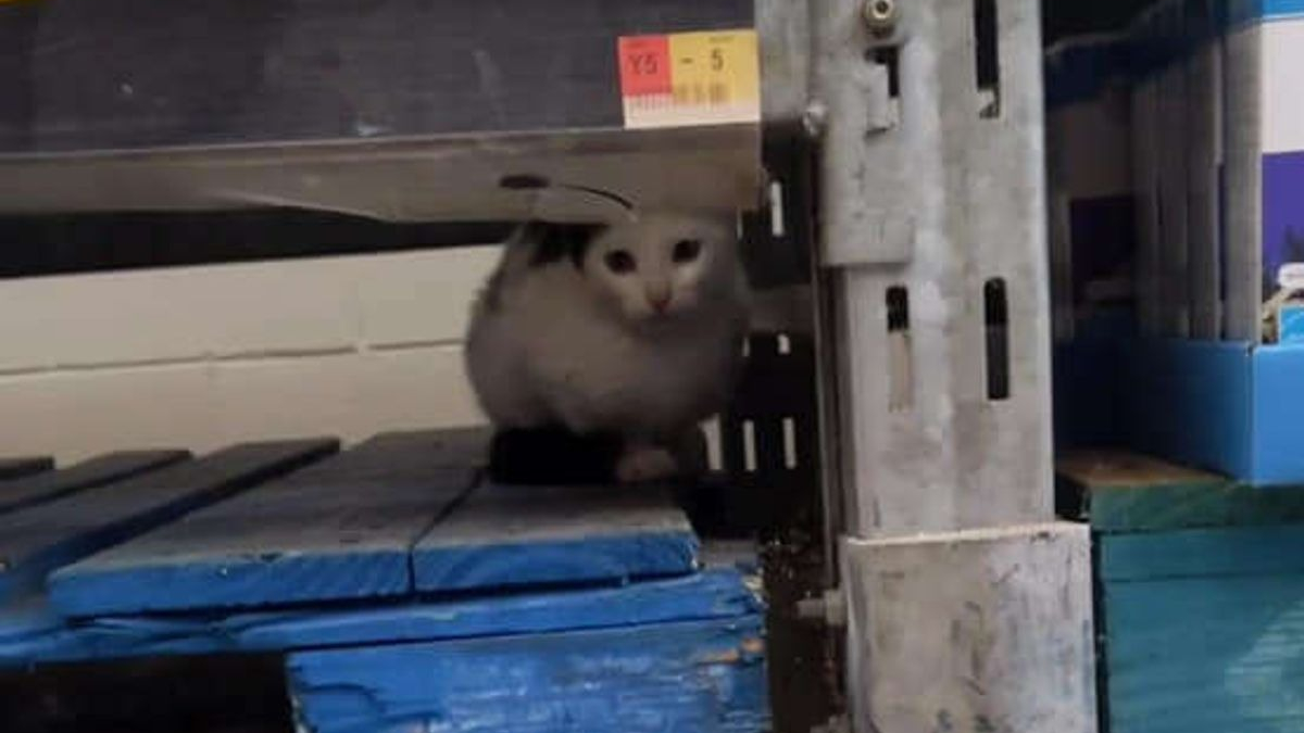 Illustration : "Les courses de cette dame prennent une tournure inattendue, lorsqu'elle découvre un chaton errant dans le magasin (vidéo)"