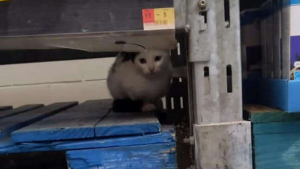 Illustration : "Les courses de cette dame prennent une tournure inattendue, lorsqu'elle découvre un chaton errant dans le magasin (vidéo)"