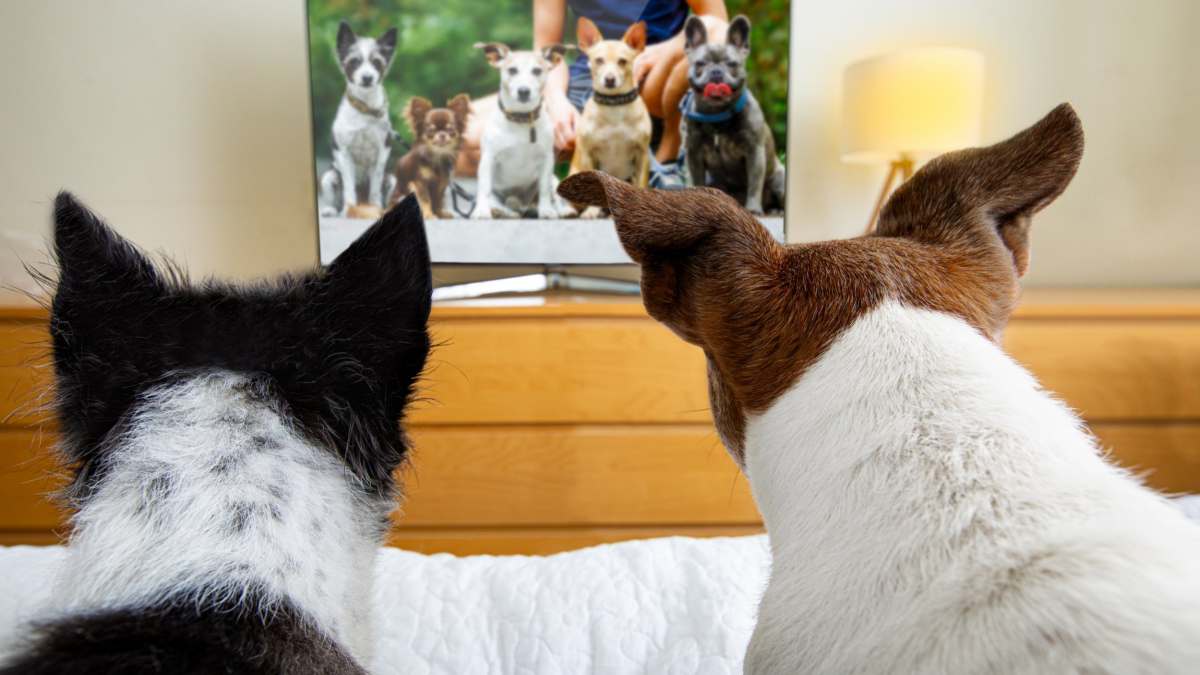 Illustration : "Au Royaume-Uni, une chaîne de télévision créée spécialement pour les chiens et leurs propriétaires voit le jour"