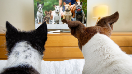 Illustration : Au Royaume-Uni, une chaîne de télévision créée spécialement pour les chiens et leurs propriétaires voit le jour