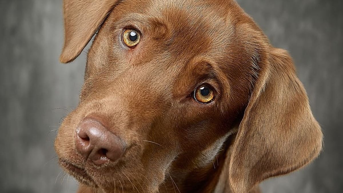 Illustration : "Les scientifiques ont découvert pourquoi votre chien penche la tête sur le côté"