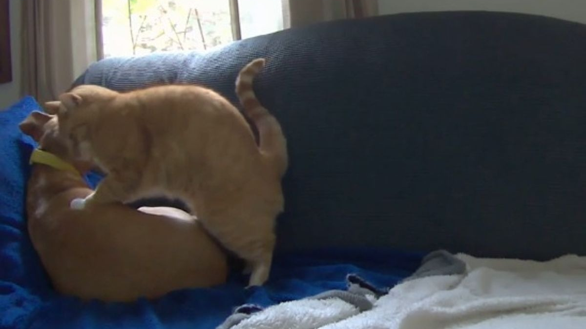 Illustration : "La réaction adorable d'un chat se lovant contre un chien endormi attendrit le coeur des internautes (vidéo)"