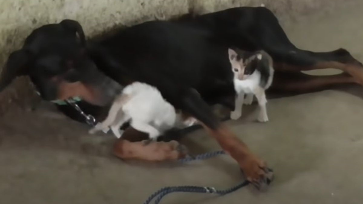 Illustration : "Après avoir subi une fausse couche, une femelle Dobermann devient la mère de substitution de chatons orphelins (vidéo)"