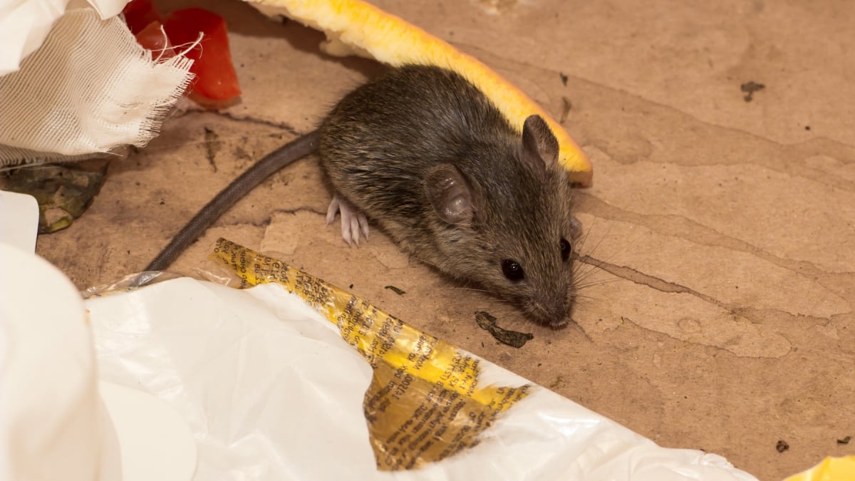 Illustration : "Les dégâts provoqués par une souris"