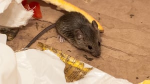 Illustration : "Les dégâts provoqués par une souris"