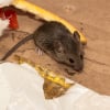 Illustration : Les dégâts provoqués par une souris
