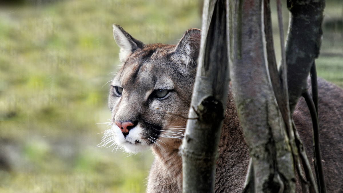 Illustration : "Un chien devient le héros de sa famille après avoir chassé courageusement un puma rôdant autour de la maison"