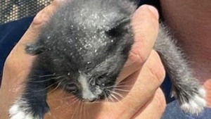 Illustration : Epuisé, sale et déshydraté, ce chaton retrouvé dans un mur trouve la force de s'accrocher à la vie