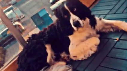 Illustration : La SPA de Québec déplore une tendance inquiétante : la revente immédiate des chiens de race adoptés dans leurs refuges !
