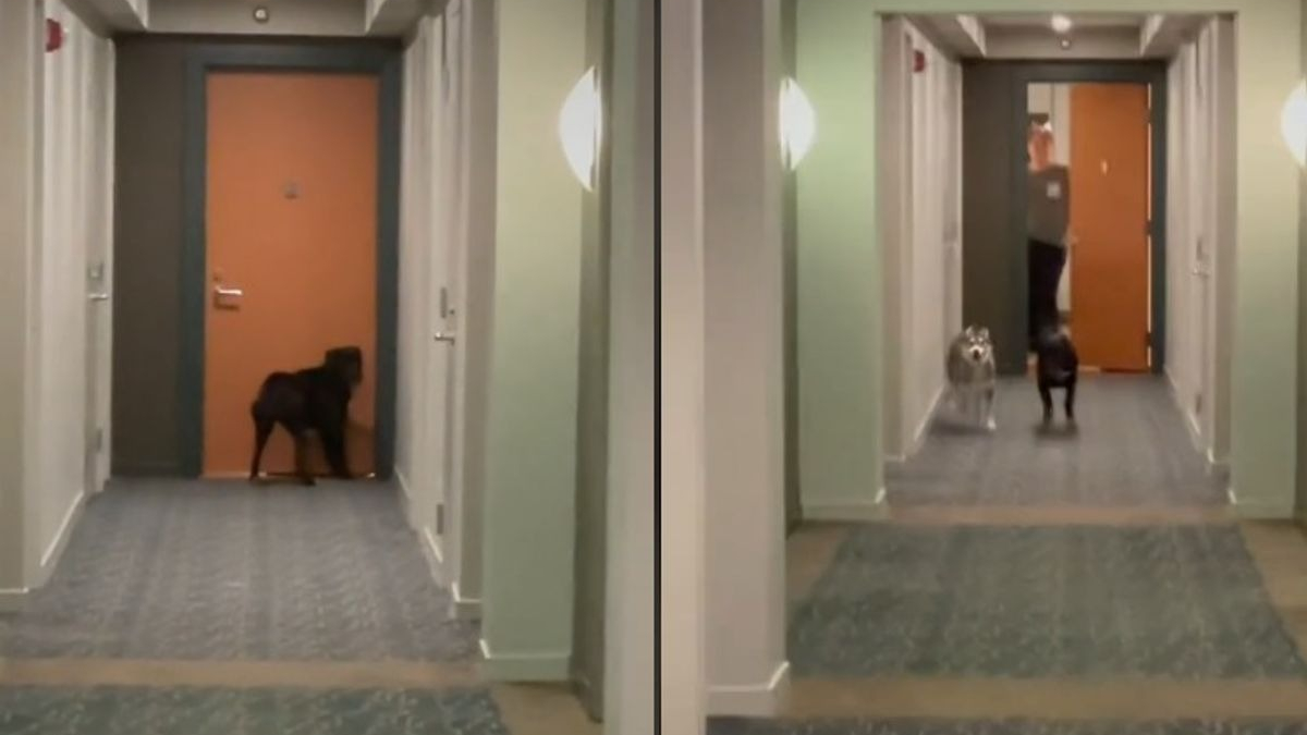 Illustration : "Tous les soirs, ces 2 chiens vivant dans le même immeuble ont le rituel le plus adorable ! (vidéo)"