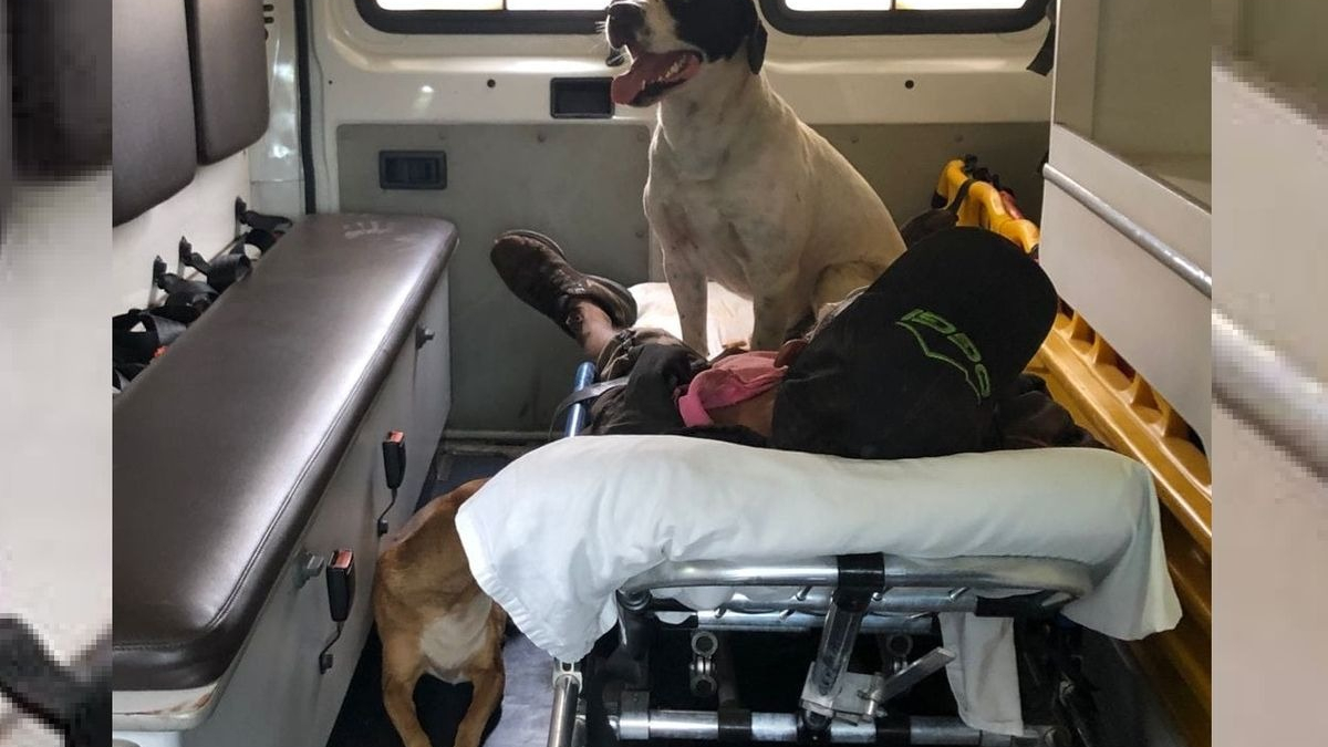 Illustration : "Des chiens fidèles refusent de quitter leur propriétaire devant être transporté d'urgence à l'hôpital"