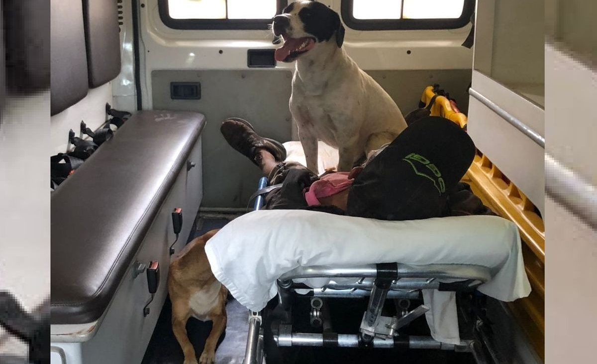 Illustration : "Des chiens fidèles refusent de quitter leur propriétaire devant être transporté d'urgence à l'hôpital"