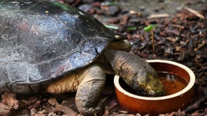 Illustration : "Les besoins en eau d'une tortue"