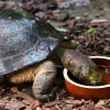 Illustration : Les besoins en eau d'une tortue