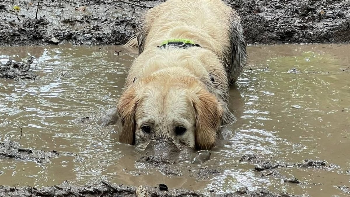 Illustration : "Le passe-temps préféré de ce Golden Retriever ? Se rouler dans la boue !"