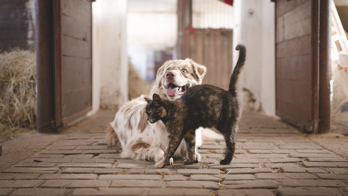 Illustration : "Ultima lance de nouvelles croquettes bio pour chiens et chats et renouvelle sa gamme Nature"