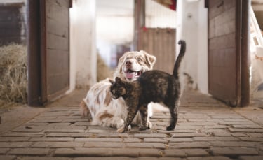 Illustration : "Ultima lance de nouvelles croquettes bio pour chiens et chats et renouvelle sa gamme Nature"