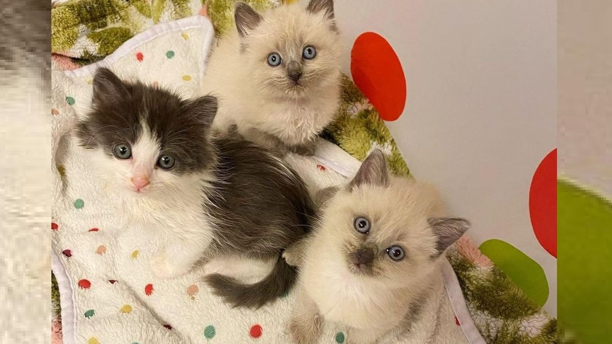Illustration : "3 chatons retrouvés malades reprennent le chemin de la vie avec l'aide d'une famille d'accueil"