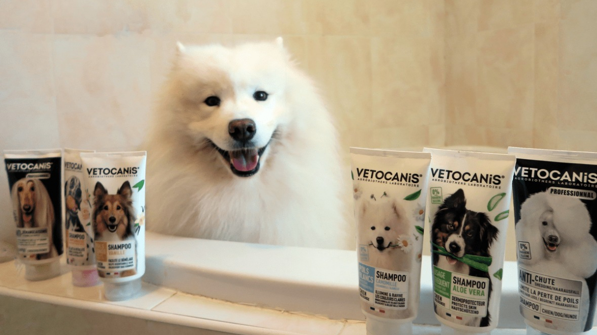 Illustration : "Vétocanis, l'entreprise qui révolutionne le marché de l'hygiène et soin pour animaux de compagnie"