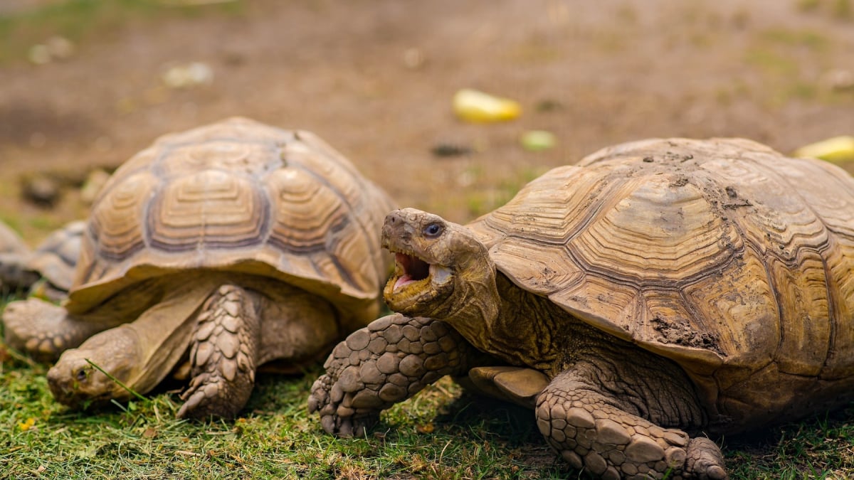 Illustration : "La reproduction chez la tortue"