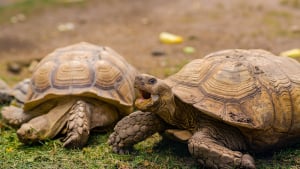 Illustration : "La reproduction chez la tortue"