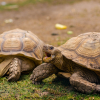 Illustration : La reproduction chez la tortue