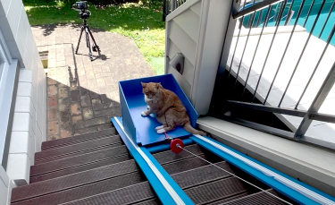 Illustration : "Un YouTubeur construit un ascenseur pour son chat senior qui n'est plus capable de prendre les escaliers (vidéo) "