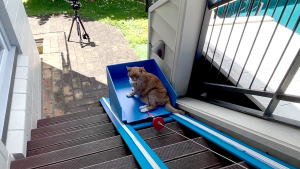 Illustration : "Un YouTubeur construit un ascenseur pour son chat senior qui n'est plus capable de prendre les escaliers (vidéo) "