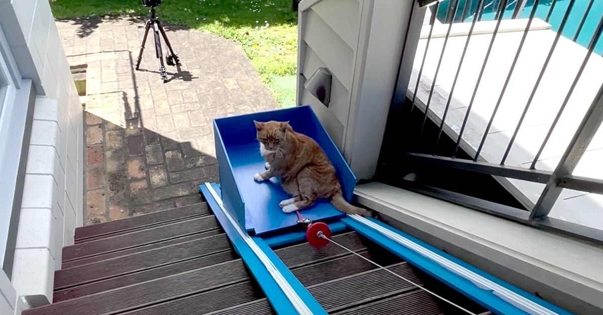 Un Youtubeur Construit Un Ascenseur Pour Son Chat Senior Qui N Est Plus Capable De Prendre Les Escaliers Video