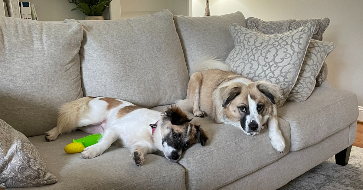 En adoptant un compagnon pour leur chien malvoyant, ils ne s 