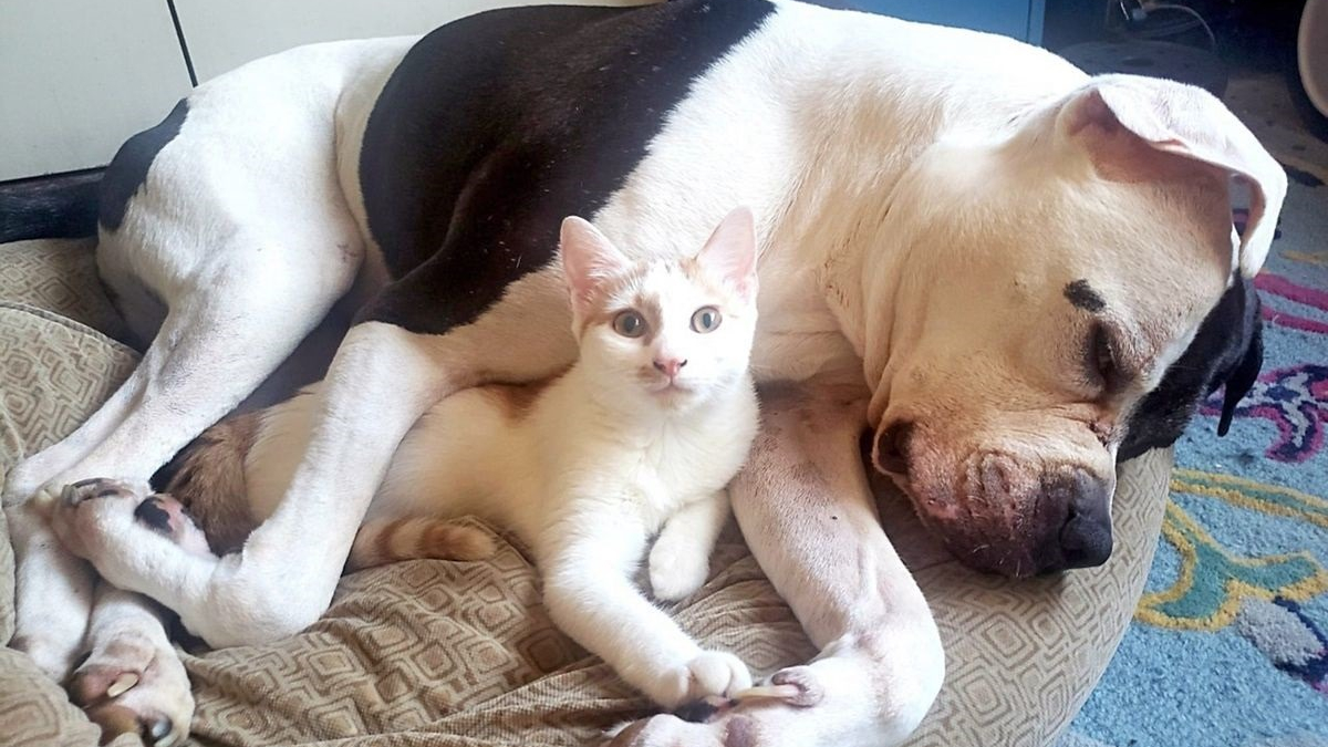 Illustration : "Après avoir surmonté l'épreuve de la maladie, 2 chatons aident leur nouveau frère canin à affronter son anxiété de séparation"