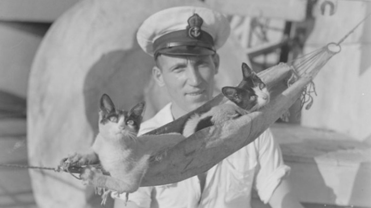 Illustration : "12 photos historiques de chats accompagnant l'équipage de navires de guerre"