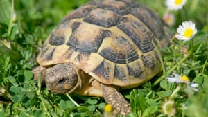 Illustration : "Reconnaître le sexe de sa tortue"