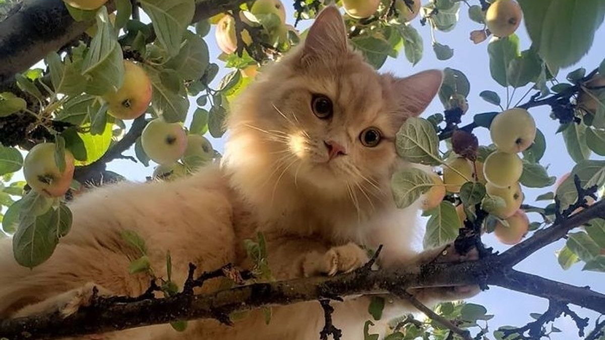 Illustration : "20 photos de chats qui vivaient heureux auprès de leur arbre"