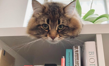 Illustration : "20 photos d'un chat aux expressions faciales les plus drôles et les plus mignonnes"