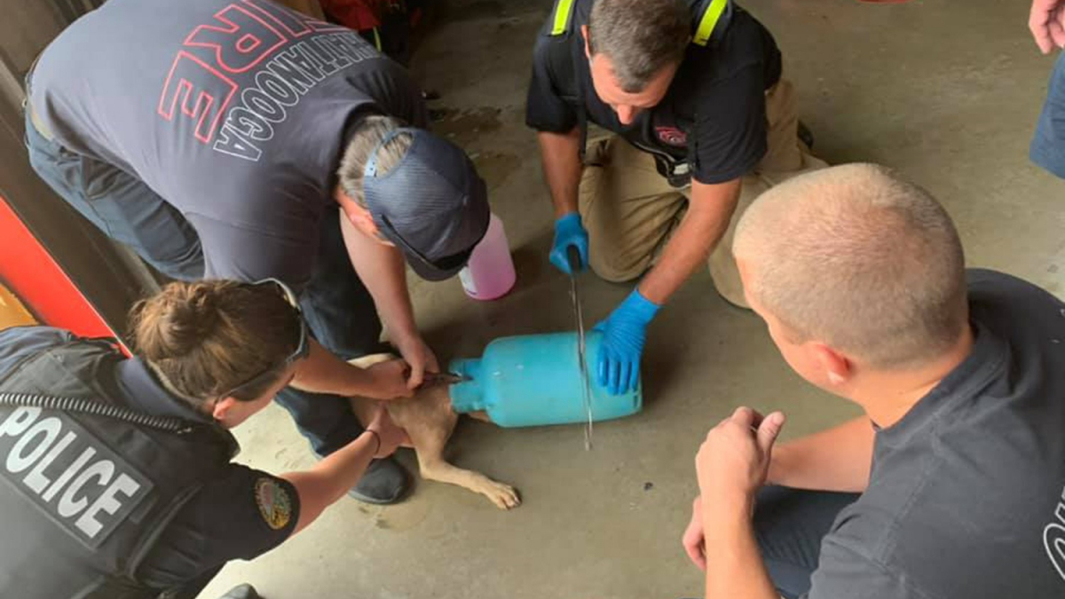 Illustration : "Les pompiers au service d'un jeune chien dont la tête est coincée dans une bouteille en plastique !"