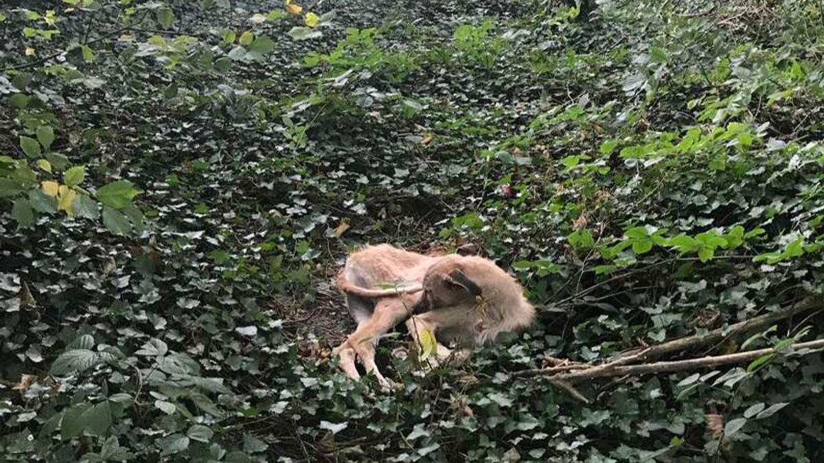 Illustration : "Un chien abandonné au milieu des bois retrouve espoir grâce à des personnes bienveillantes"