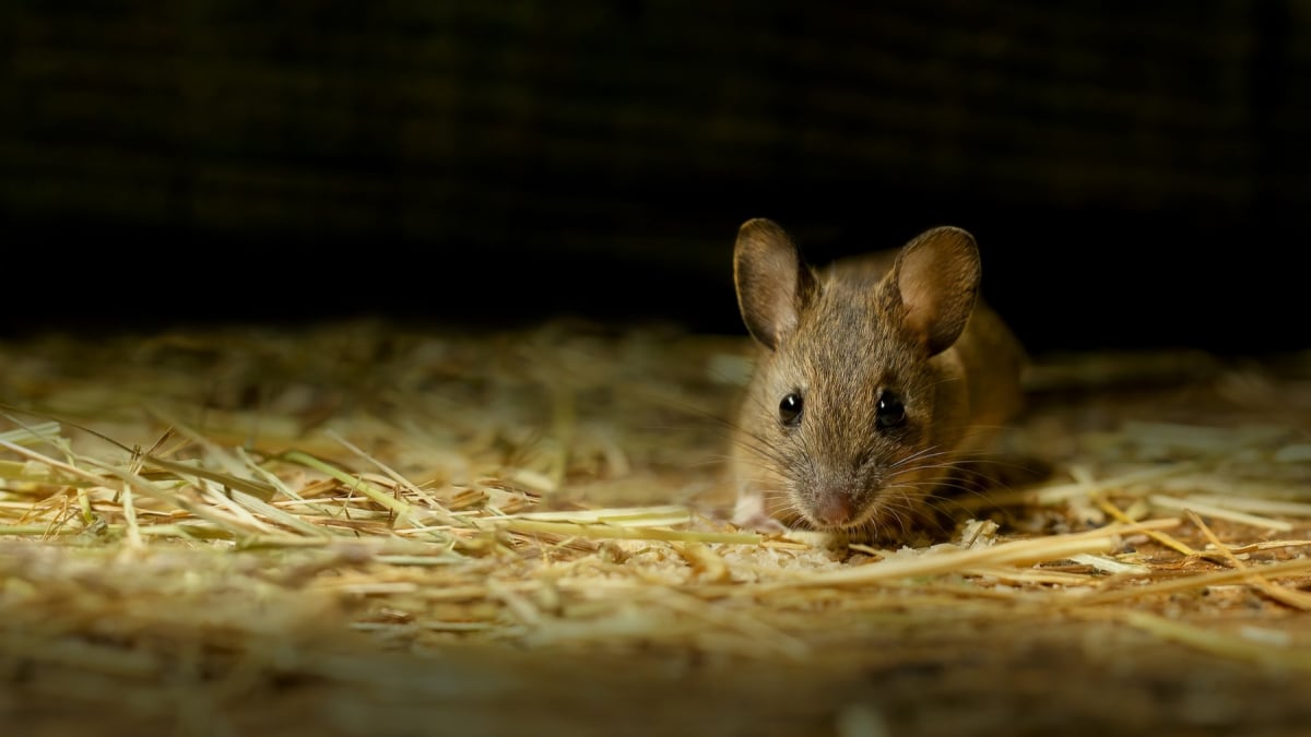 Illustration : "Faire face à la mort de sa souris"
