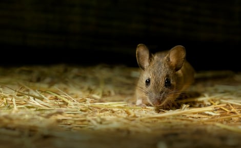 Illustration : Faire face à la mort de sa souris