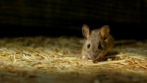 Illustration : "Faire face à la mort de sa souris"