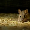 Illustration : Faire face à la mort de sa souris