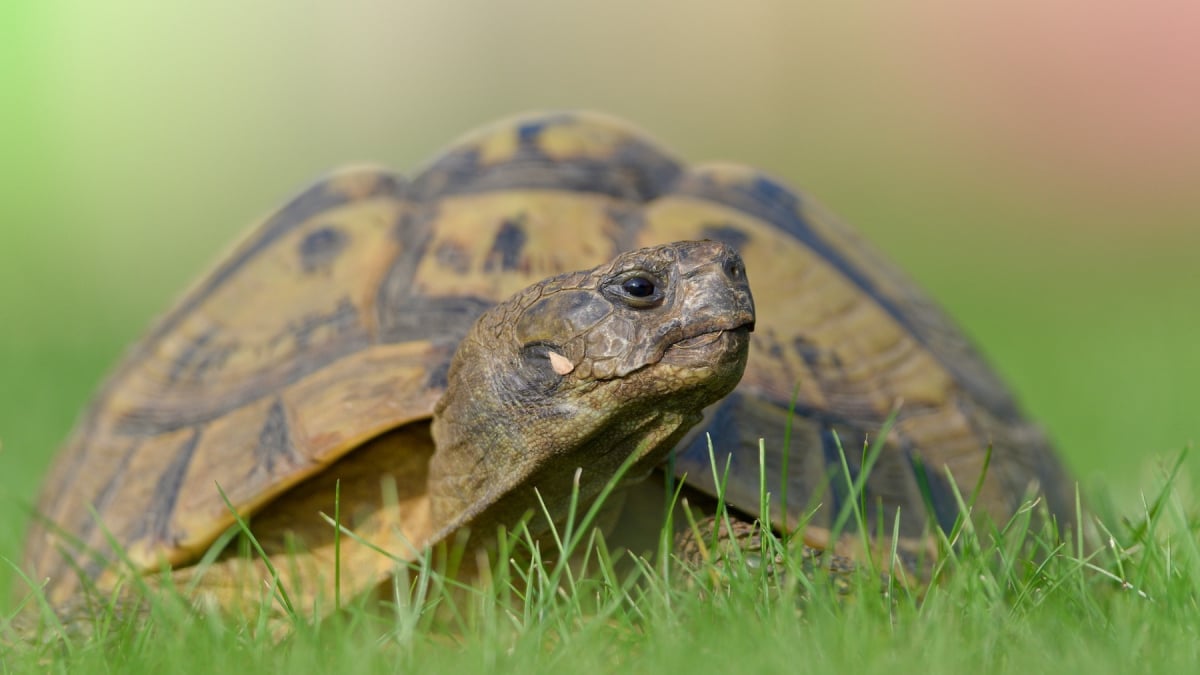 Illustration : "Le langage corporel d'une tortue"