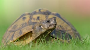 Illustration : "Le langage corporel d'une tortue"