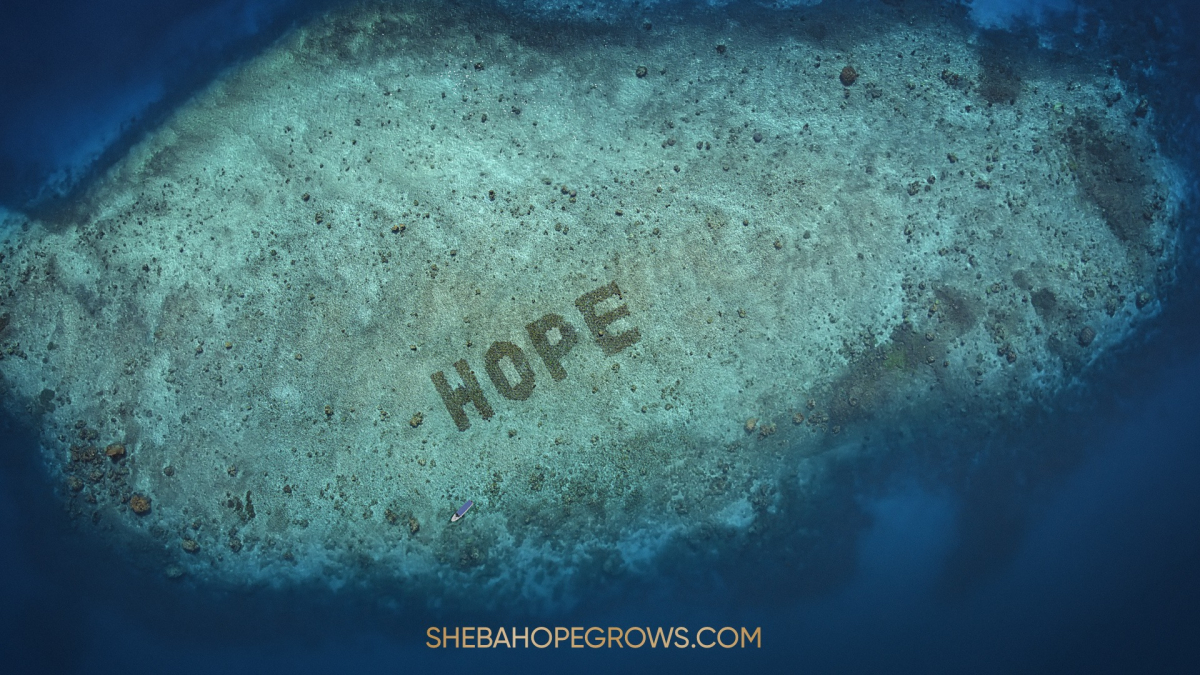 Illustration : "Sheba® Hope Reef, le plus important programme de restauration de coraux au monde"