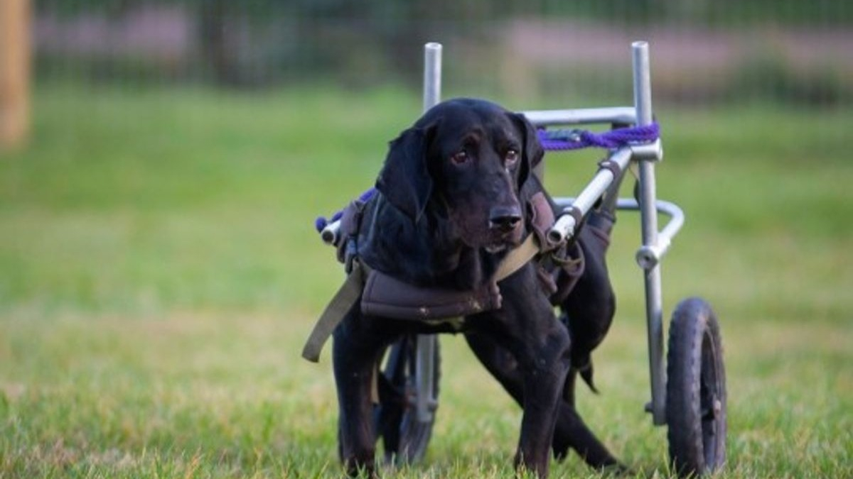 Illustration : "Un geste de générosité permet à une femme d'offrir à son chien paralysé le chariot de ses rêves"